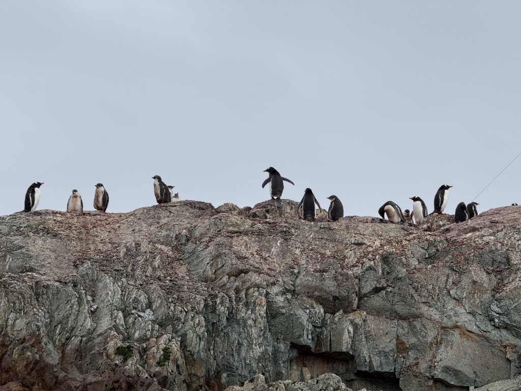 Antarctica! Penguins, Penguins and&nbsp;Penguins